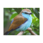 Colourful bird postcard