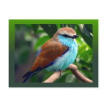 Colourful Bird Postcard