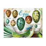 Colourful Birds' Eggs