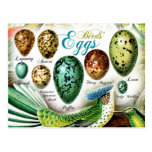 Colourful Birds' Eggs Postcard