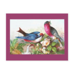 Colourful Birds, Roses & Waterspout postcards