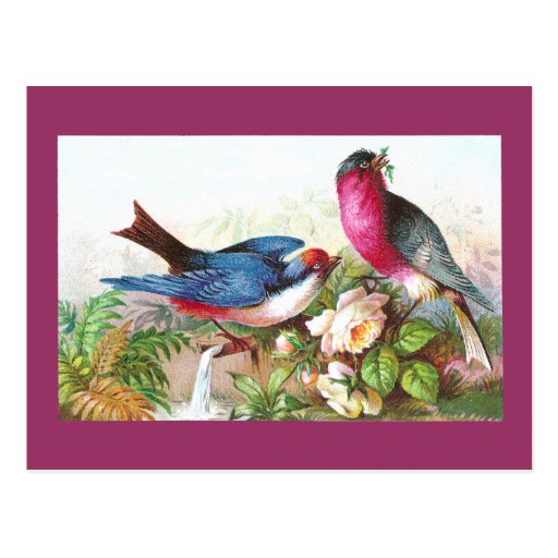 Colourful Birds, Roses & Waterspout Postcard