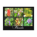Colourful blooms in Florida postcards