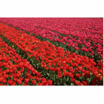 Colourful Bulb fields of Holland photo sculptures