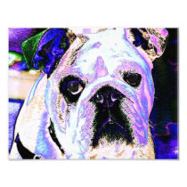 Colourful Bulldog