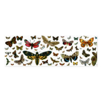 Colourful Butterflies Antiquarian Image Bookmark