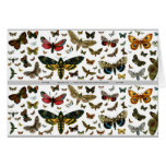 Colourful Butterflies Antiquarian Image Bookmark Greeting Card