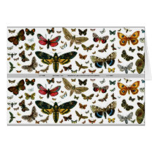 Colourful Butterflies Antiquarian Image Bookmark Greeting Card