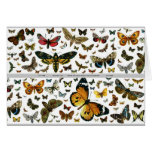 Colourful Butterflies Antiquarian Image Bookmark Cards