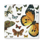 Colourful Butterflies Antiquarian Image Bookmark magnets