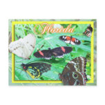 Colourful Butterflies of Florida