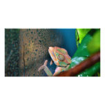 Colourful Chameleon on a Glass Wall