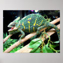 Colourful Chameleon posters