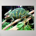 Colourful Chameleon