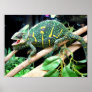 Colourful Chameleon
