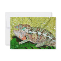 Colourful Chameleon with open mouth