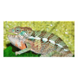 Colourful Chameleon with open mouth