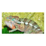 Colourful Chameleon with open mouth