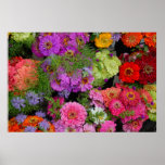 colourful daisies posters