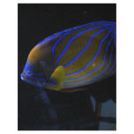 Colourful Fish flyers