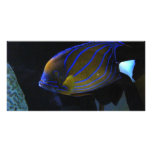 Colourful Fish photo cards
