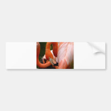 Colourful Flamigo 1 Bumper Stickers