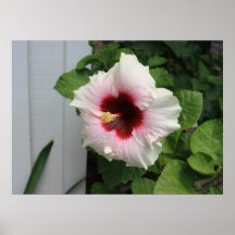 Colourful flower. print