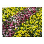 Colourful Garden Postcard