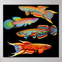 Colourful Killifish Poster