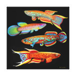 Colourful Killifish Wrapped Canvas Canvas Print