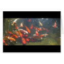 Colourful Koi Fish In a Pond cards