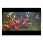 Colourful Koi Fish In a Pond cards