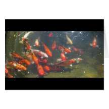 Colourful Koi Fish In a Pond Cards