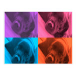 Colourful Labrador postcard