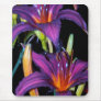 Colourful Lillies