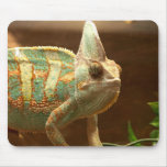 colourful lizzard