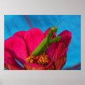 Colourful Mantis posters
