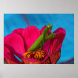 Colourful Mantis