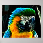 Colourful Parrot Portrait