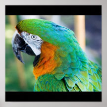 Colourful Parrot Poster