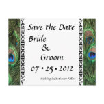 Colourful Peacock Eyes Wedding Postcards