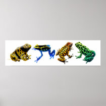 Colourful Poison Frogs Print