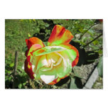 Colourful rose greeting card