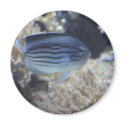 Colourful tropical fish picture magnets