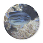 Colourful tropical fish picture magnets