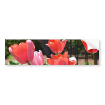Colourful Tulips Bumper Stickers