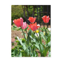 Colourful Tulips Post Cards