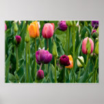 Colourful Tulips Print