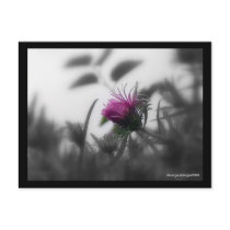 Colourized Aster with Black Border