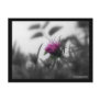 Colourized Aster with Black Border